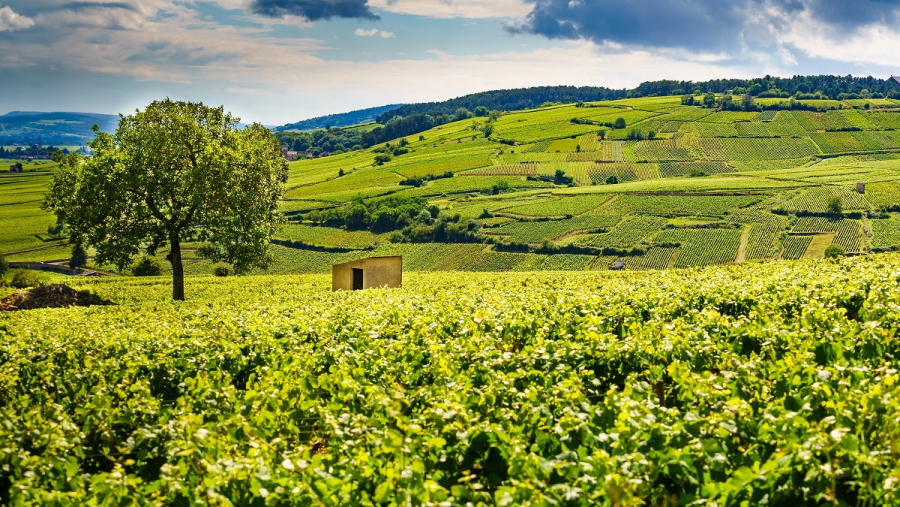 Bibenda Viaggi: Borgogna