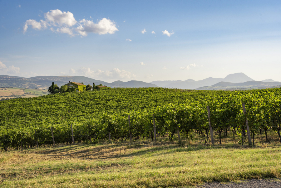 Castelli di Jesi Verdicchio Riserva: emblema di un territorio