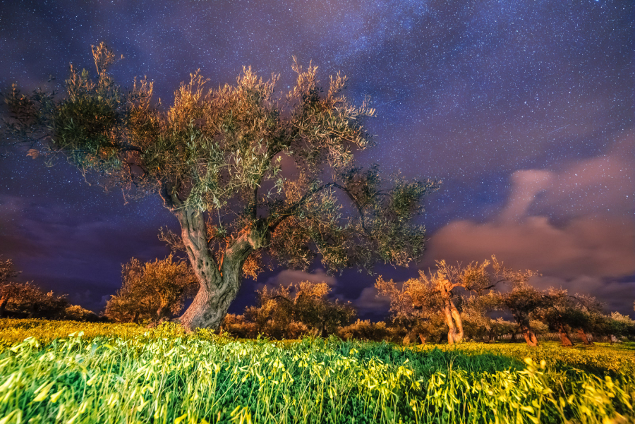 La Notte dell’Extravergine