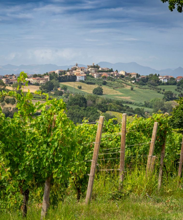 Castelli di Jesi Verdicchio: nove interpretazioni, un grande territorio