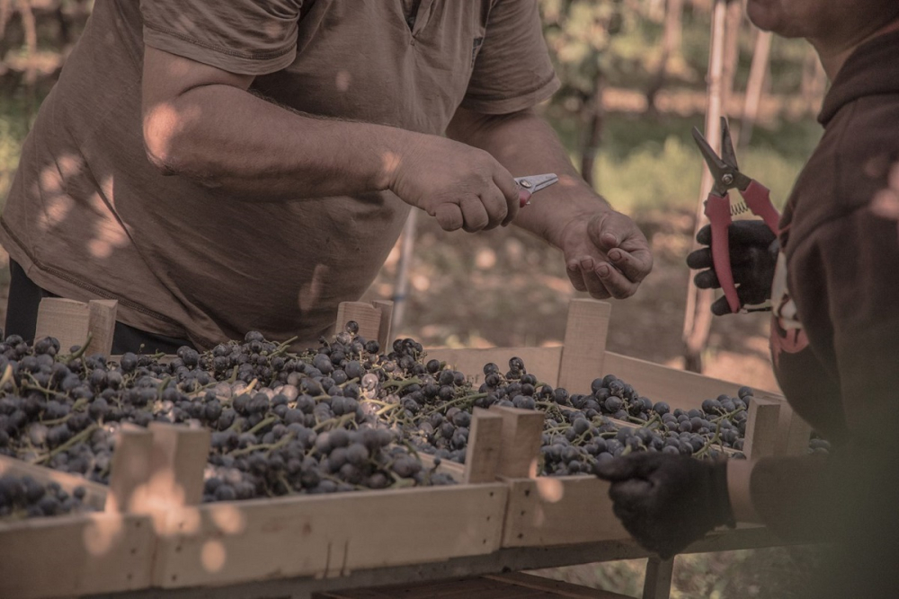 La selezione dei grappoli La selezione dei grappoli