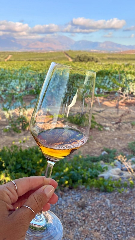 Degustazione in vigna Degustazione in vigna