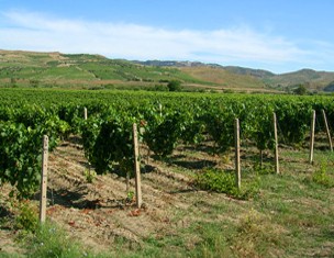 Le vigne dell'azienda Scala Le vigne dell'azienda Scala