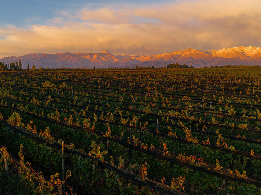 Calici dal Nuovo Mondo: l’Argentina inaugura l’anno sociale 2025-26