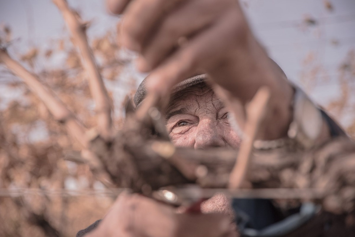 La potatura delle piante