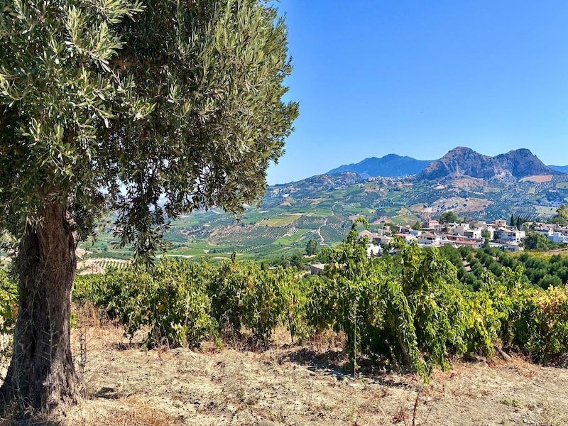 Sentirsi a casa. La voce del vino di Creta parla di xenìa